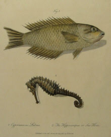 Natural history, White